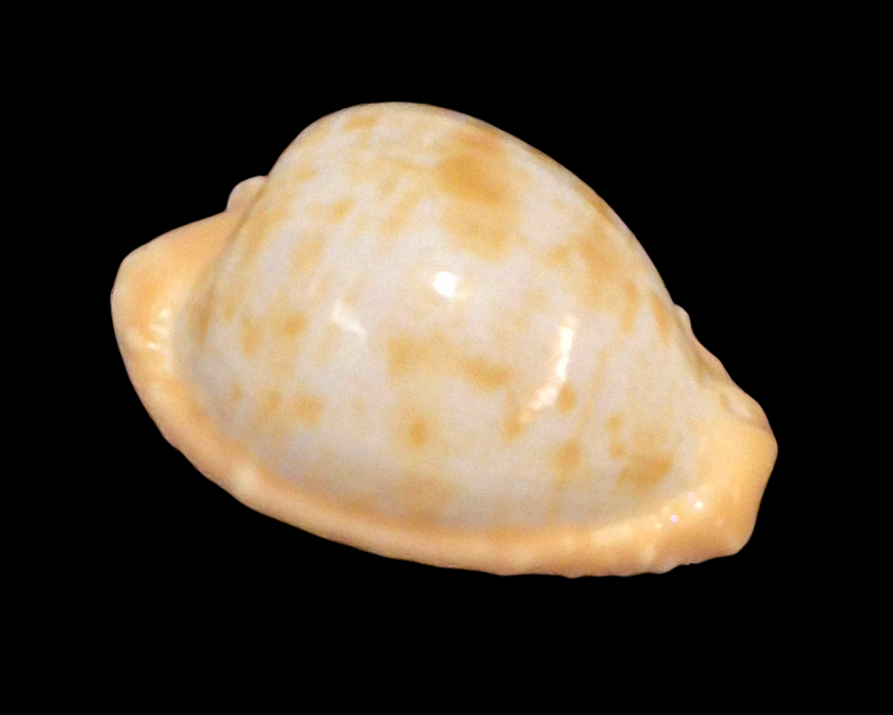 BC209 Cypraeovula coronata gloriosa - Image 2