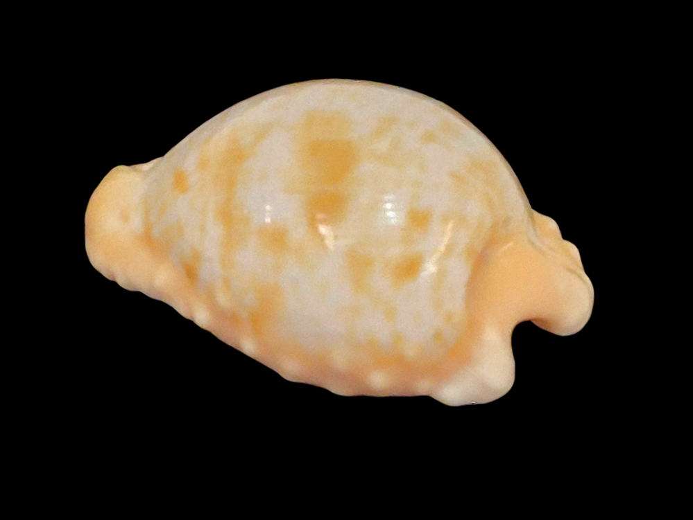 BC209 Cypraeovula coronata gloriosa - Image 3