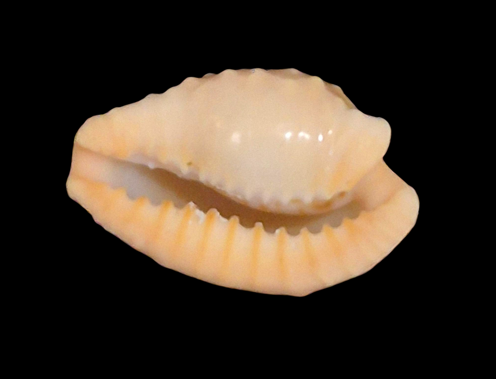 BC209 Cypraeovula coronata gloriosa - Image 4