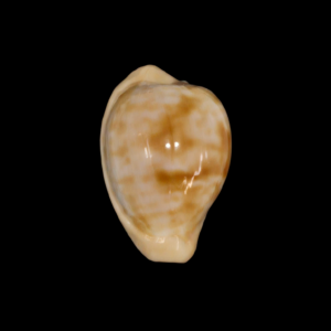 BC206 Cypraeovula coronata debruini