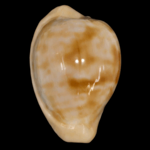 BC206 Cypraeovula coronata debruini