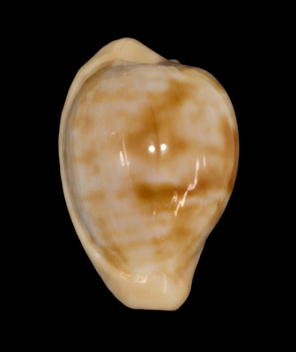 BC206 Cypraeovula coronata debruini