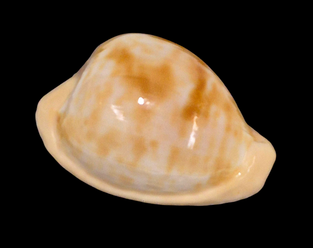 BC206 Cypraeovula coronata debruini - Image 2