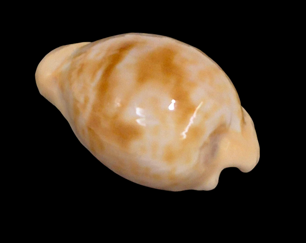 BC206 Cypraeovula coronata debruini - Image 3