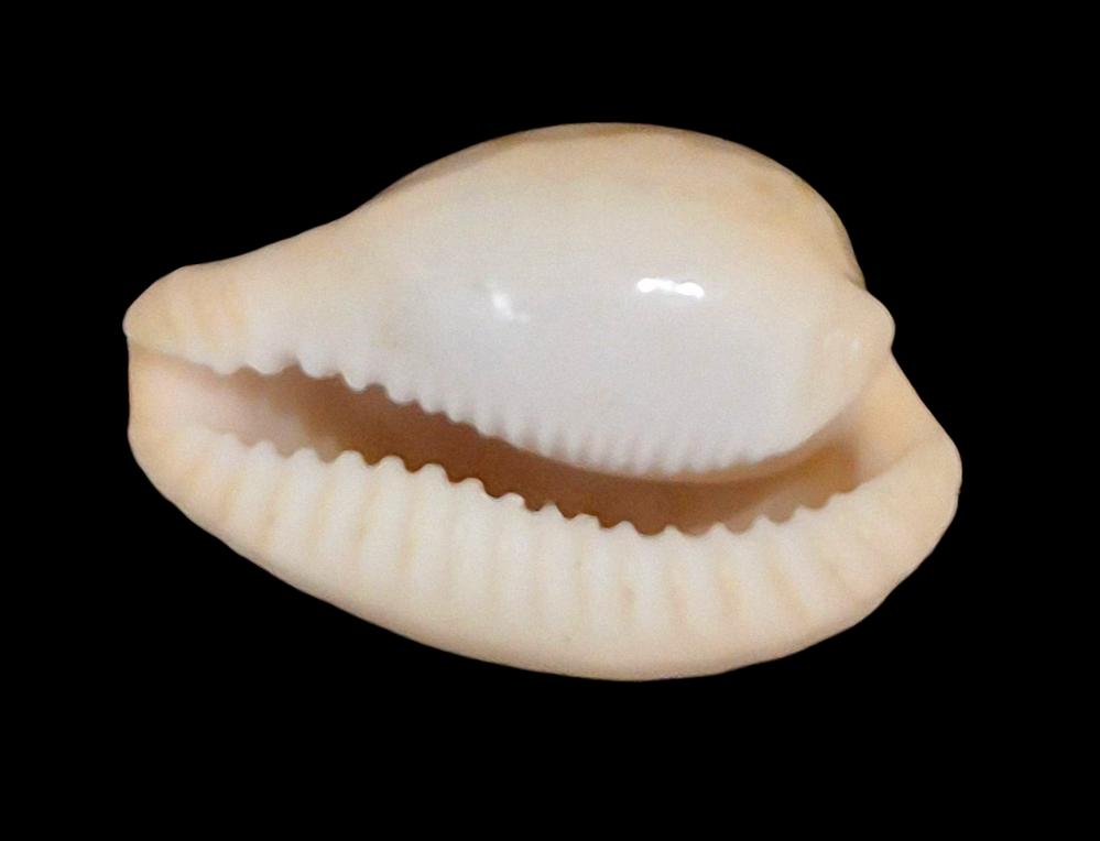 BC206 Cypraeovula coronata debruini - Image 4