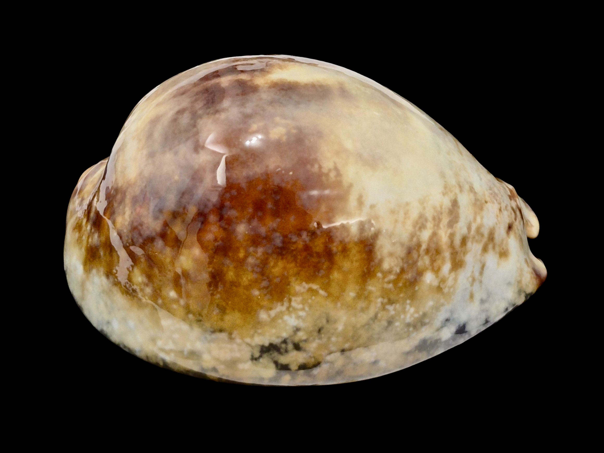 BC213 Mauritia mauritiana - Image 3