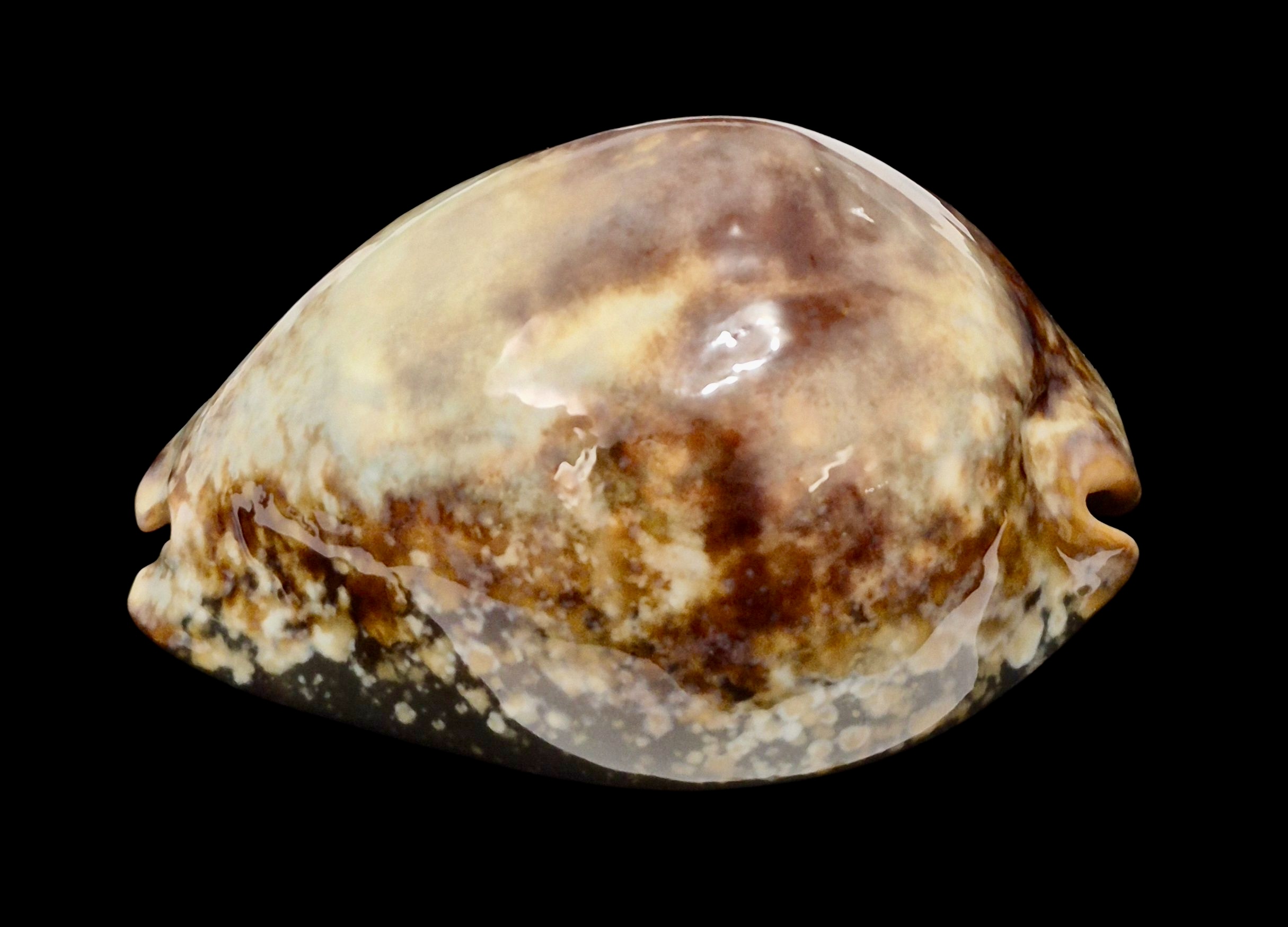 BC213 Mauritia mauritiana - Image 4