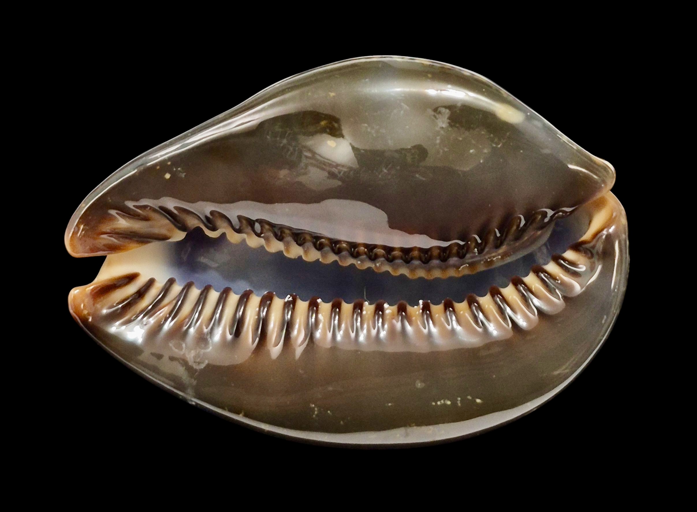 BC213 Mauritia mauritiana - Image 2