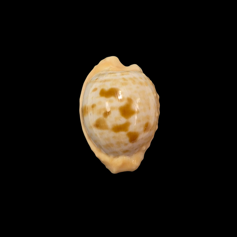 BC101 Cypraeovula coronata gloriosa