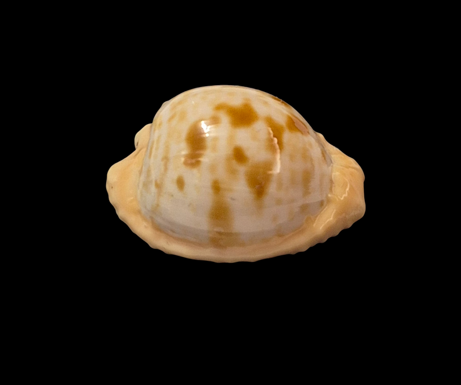 BC101 Cypraeovula coronata gloriosa - Image 2