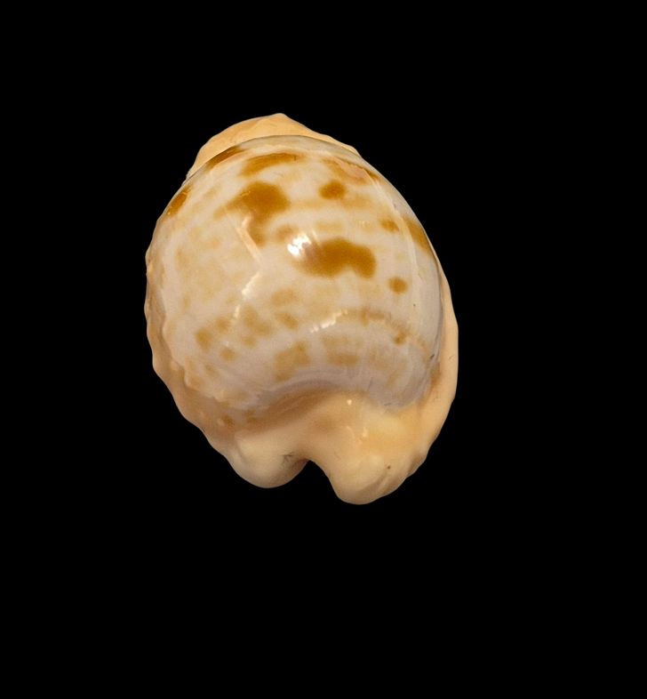 BC101 Cypraeovula coronata gloriosa - Image 4