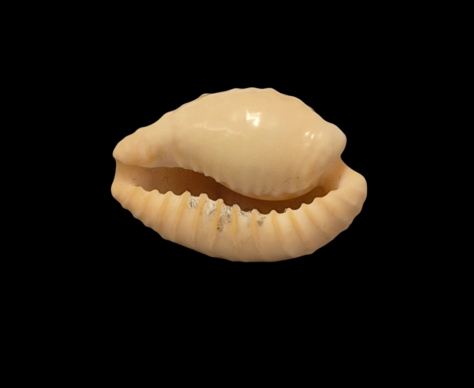 BC101 Cypraeovula coronata gloriosa - Image 5