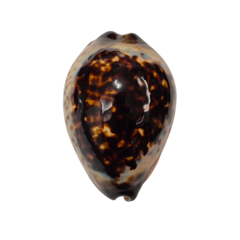 BC014 Zoila eludens - SELECTED - Image 2