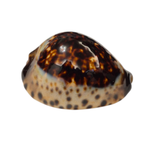 BC014 Zoila eludens - SELECTED