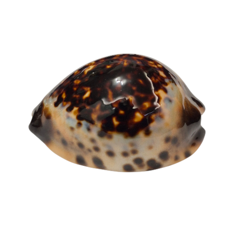 BC014 Zoila eludens - SELECTED - Image 3