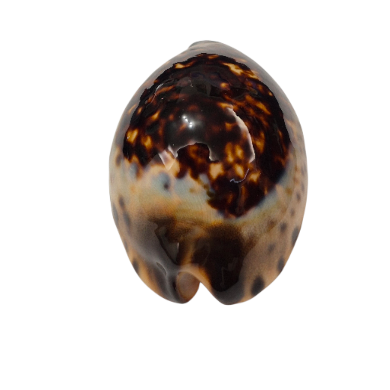 BC014 Zoila eludens - SELECTED - Image 4