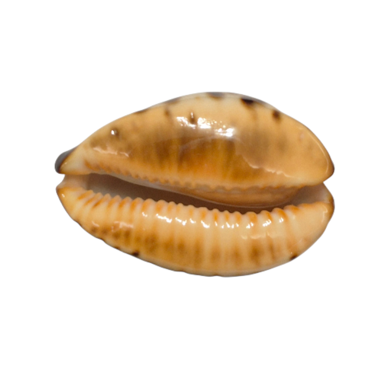 BC014 Zoila eludens - SELECTED - Image 5