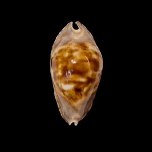 BC253 Zoila marginata f. consueta - SELECTED