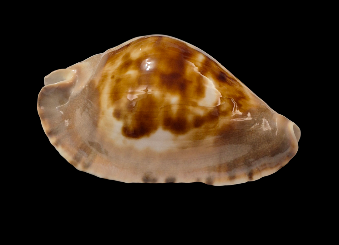 BC253 Zoila marginata f. consueta - SELECTED - Image 2