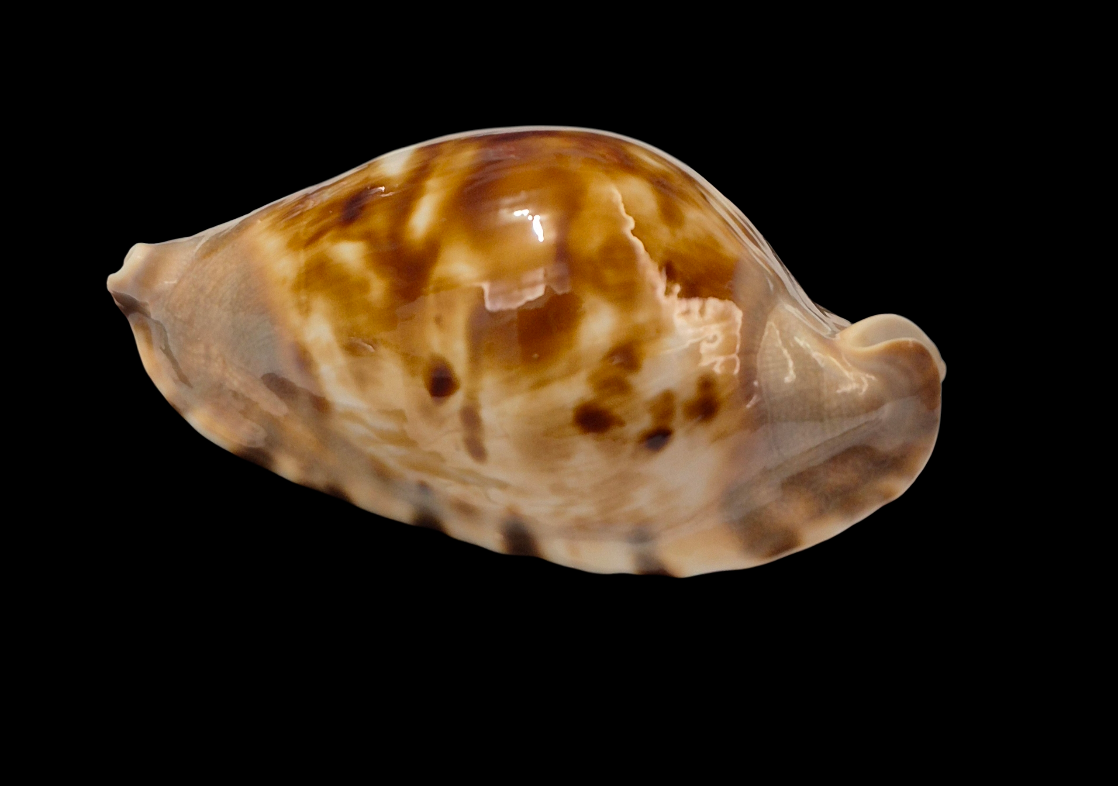 BC253 Zoila marginata f. consueta - SELECTED - Image 3