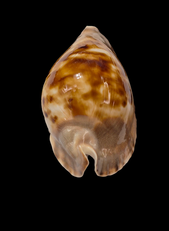 BC253 Zoila marginata f. consueta - SELECTED - Image 4