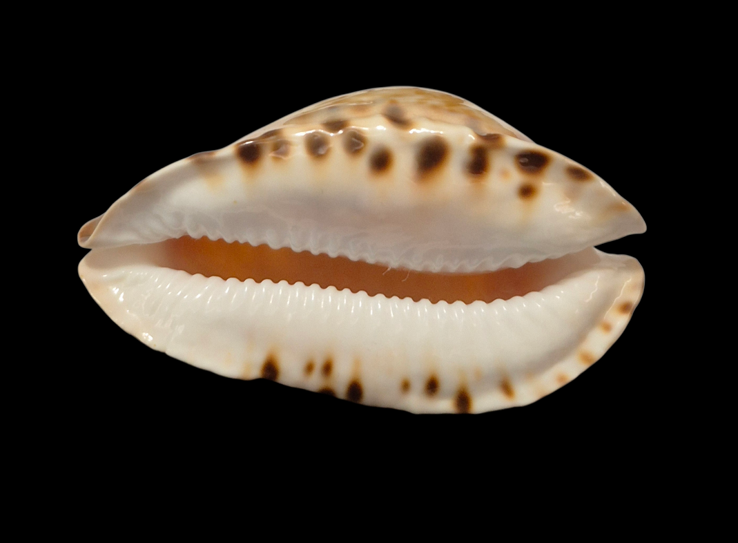 BC253 Zoila marginata f. consueta - SELECTED - Image 5