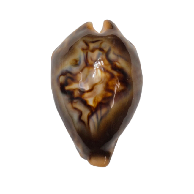 BC147 Barycypraea fultoni - TOP ONE