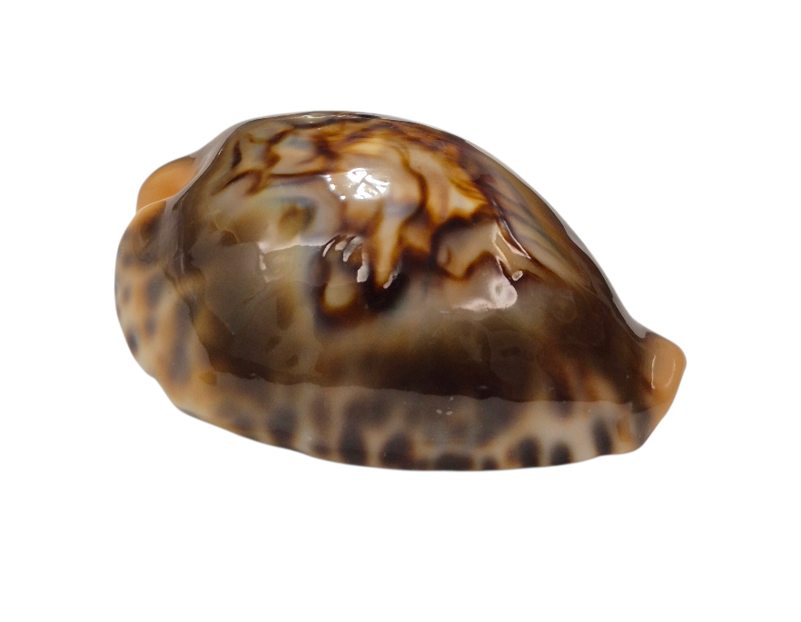 BC147 Barycypraea fultoni - TOP ONE - Image 2