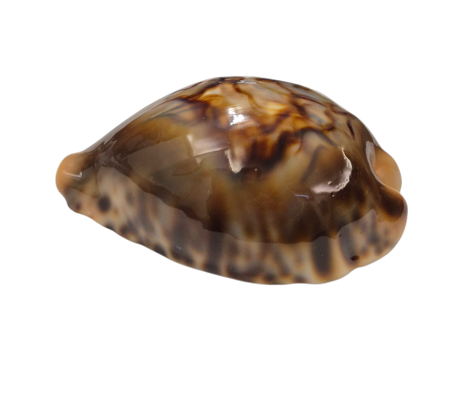 BC147 Barycypraea fultoni - TOP ONE - Image 3