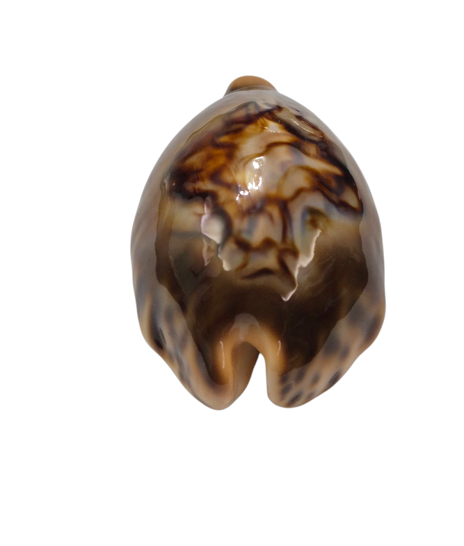 BC147 Barycypraea fultoni - TOP ONE - Image 4