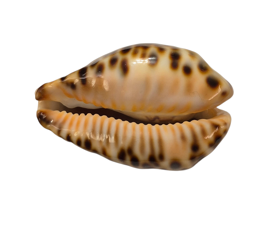 BC147 Barycypraea fultoni - TOP ONE - Image 5