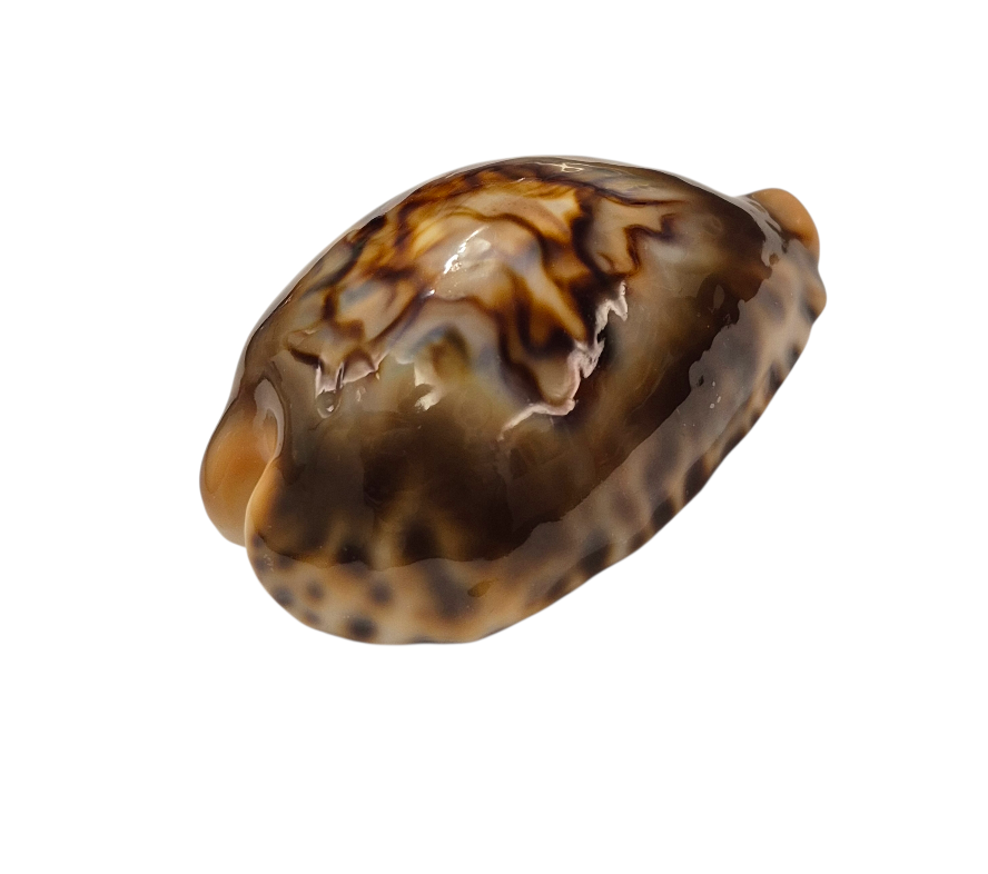 BC147 Barycypraea fultoni - TOP ONE - Image 6