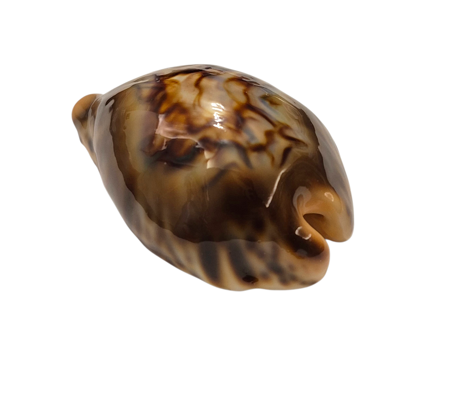 BC147 Barycypraea fultoni - TOP ONE - Image 7