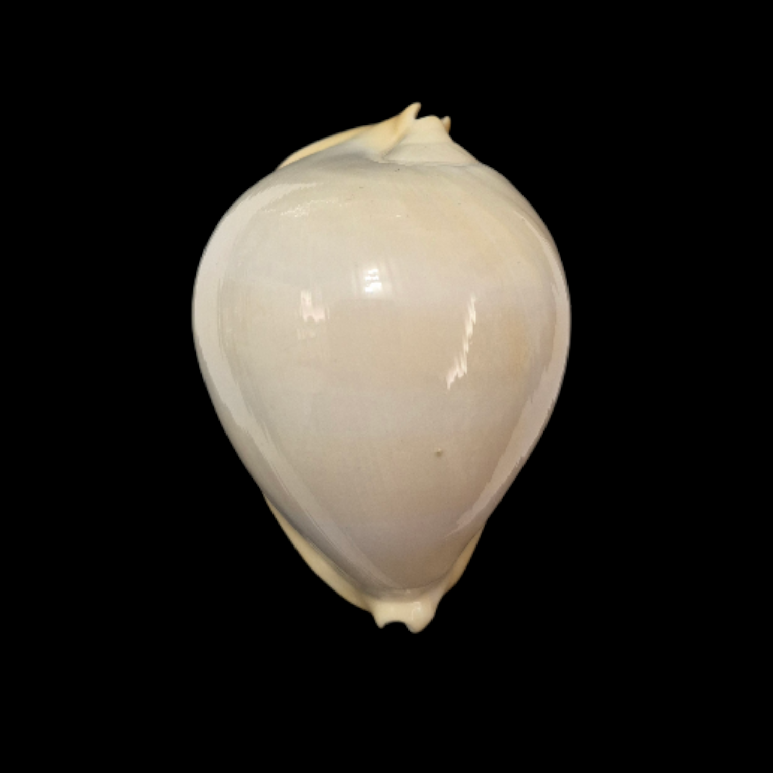 BC031 Zoila thersites contraria - from CLARKSON COLLECTION - Image 2