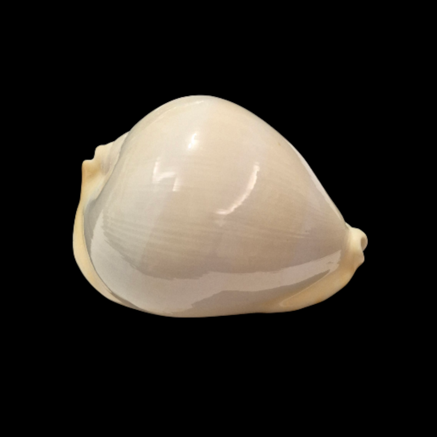 BC031 Zoila thersites contraria - from CLARKSON COLLECTION