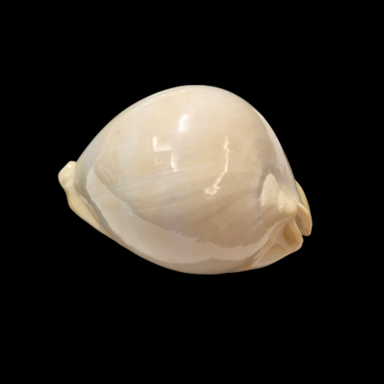 BC031 Zoila thersites contraria - from CLARKSON COLLECTION - Image 3