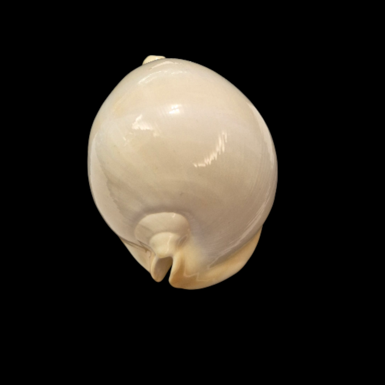 BC031 Zoila thersites contraria - from CLARKSON COLLECTION - Image 4