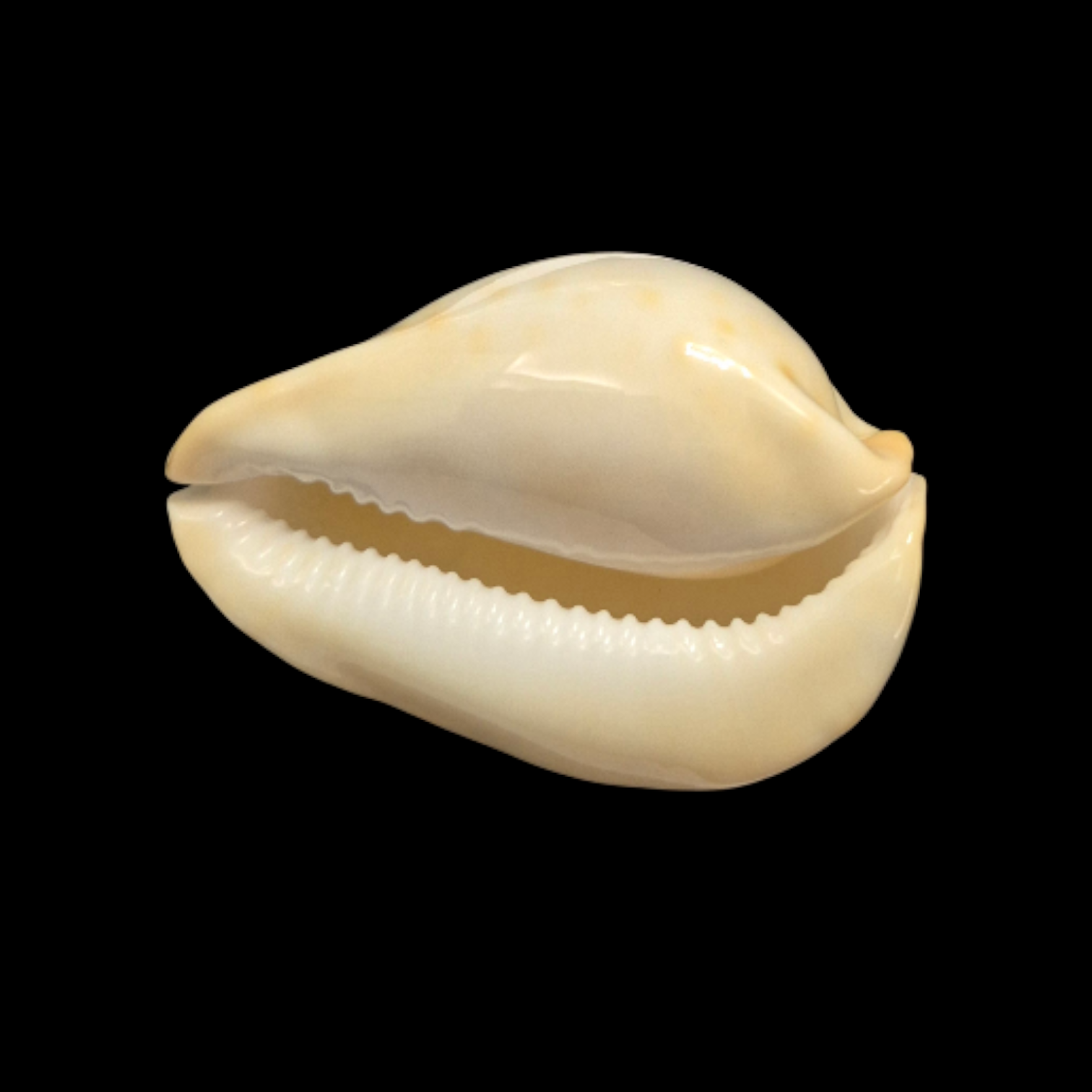 BC031 Zoila thersites contraria - from CLARKSON COLLECTION - Image 5