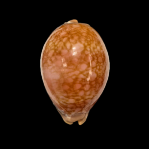 BC038 Callistocypraea broderipii - XXXL SIZE!!!