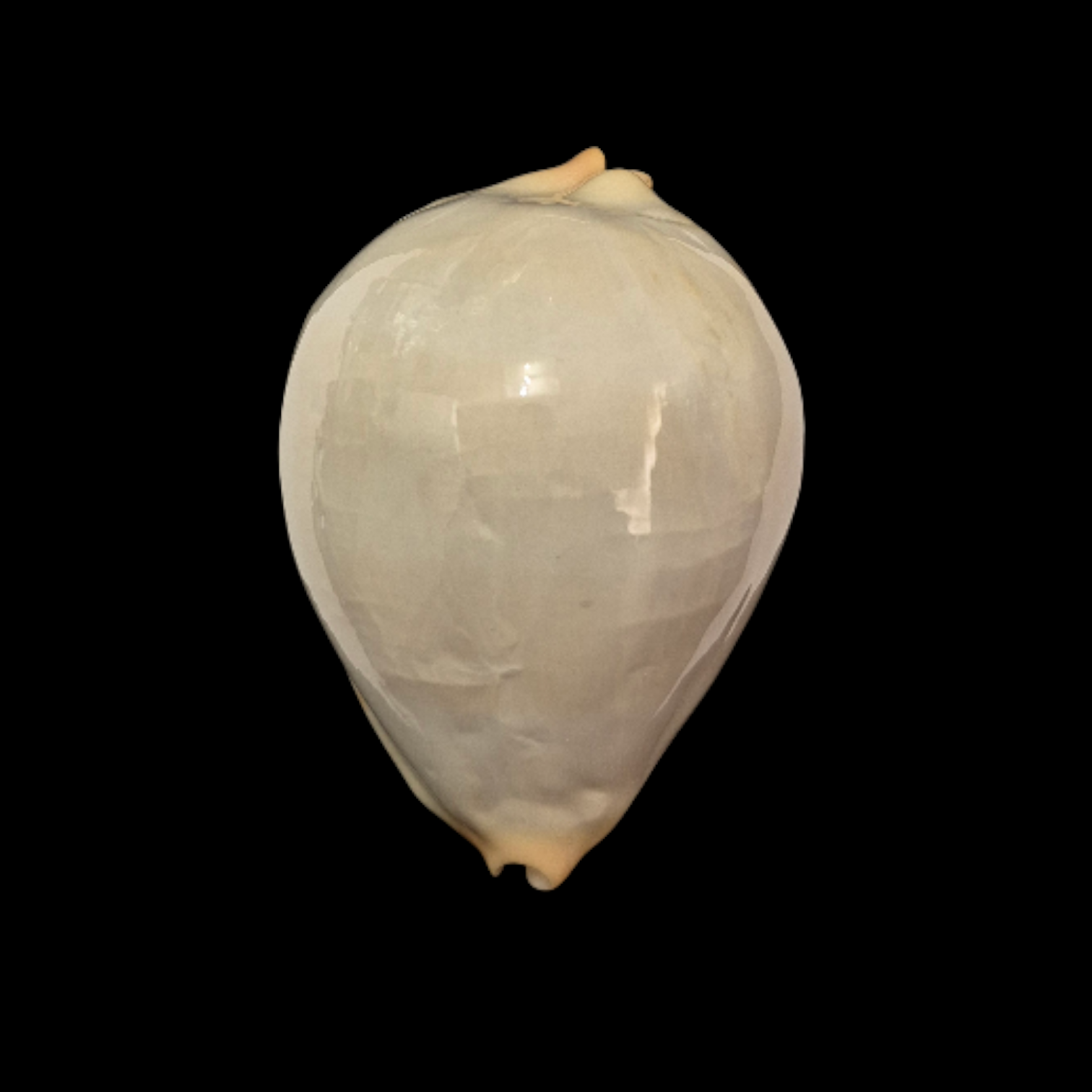 BC030 Zoila jeaniana aurata - IMMACULATA FORM - Image 2