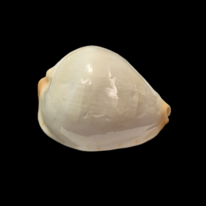 BC030 Zoila jeaniana aurata - IMMACULATA FORM