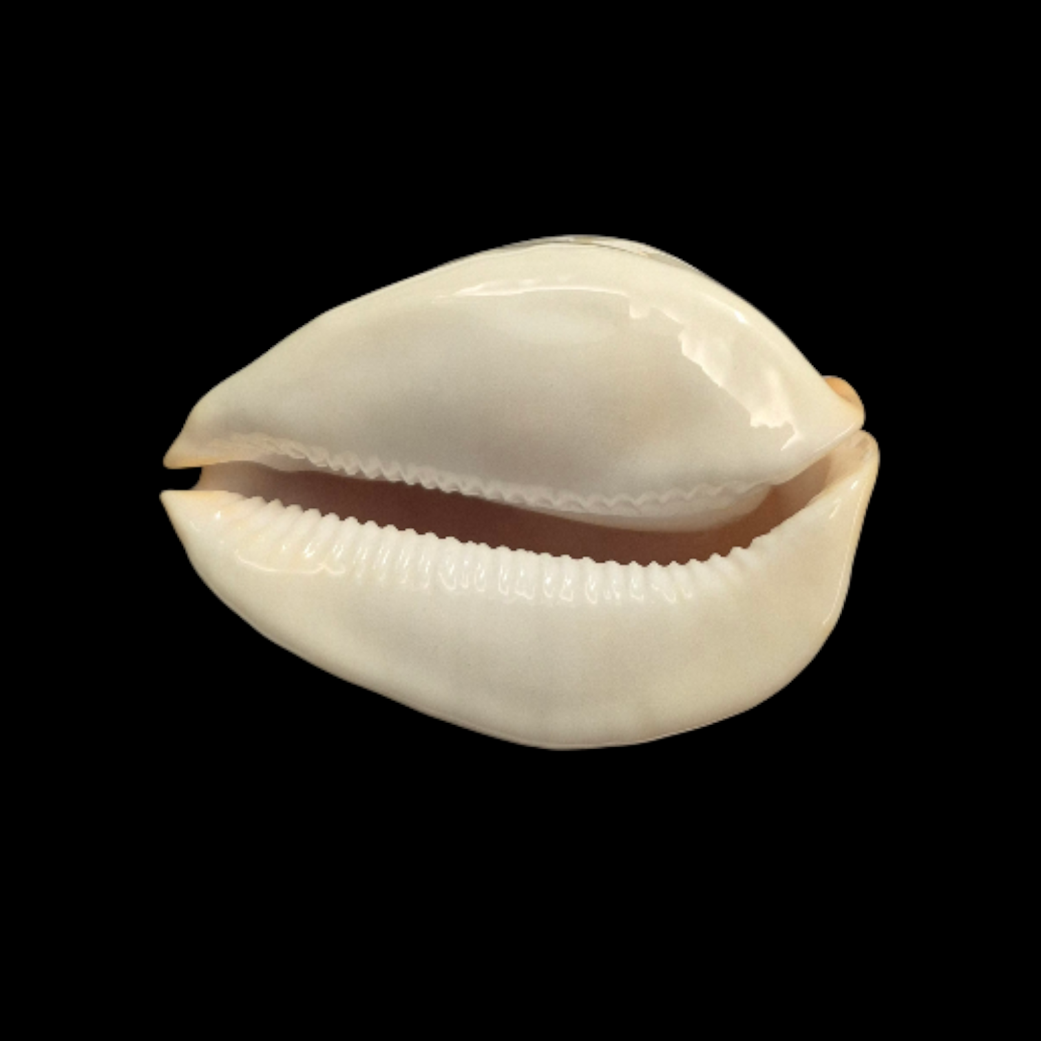 BC030 Zoila jeaniana aurata - IMMACULATA FORM - Image 5