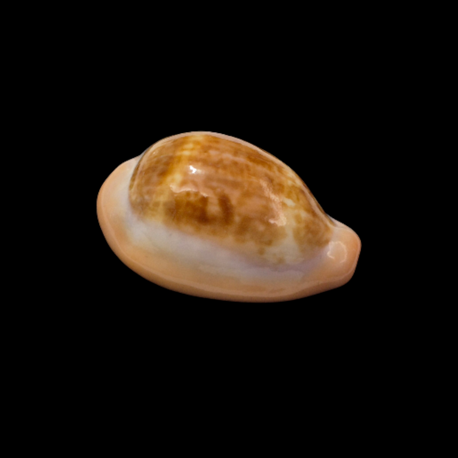 BC087 Zonaria pyrum angolensis - SELECTED - Image 2