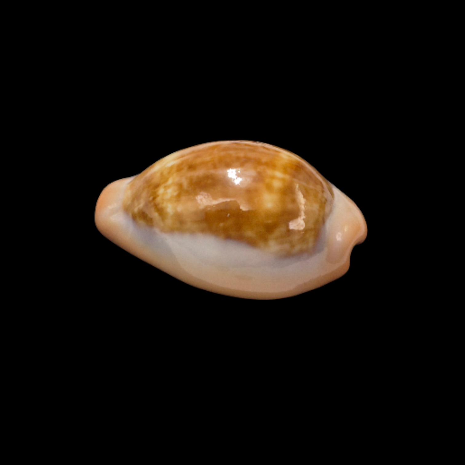 BC087 Zonaria pyrum angolensis - SELECTED - Image 3