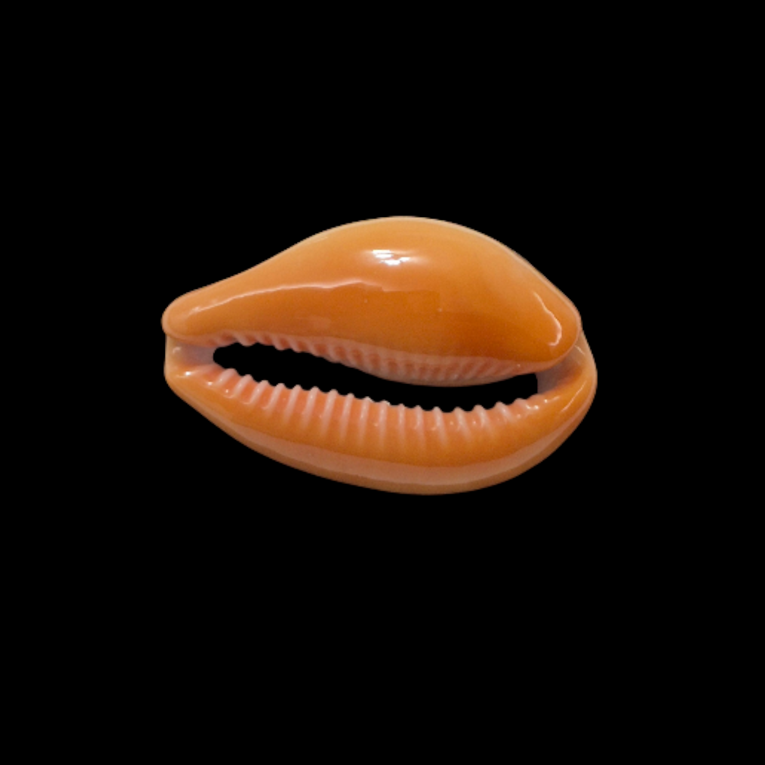 BC087 Zonaria pyrum angolensis - SELECTED - Image 5