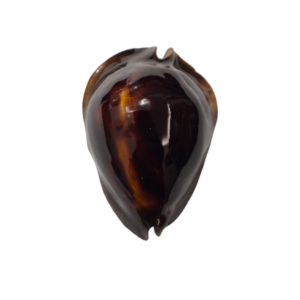 BC246 Zoila rosselli satiata - GOOD SIZE