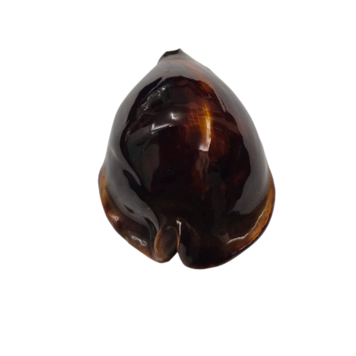 BC246 Zoila rosselli satiata - GOOD SIZE - Image 4