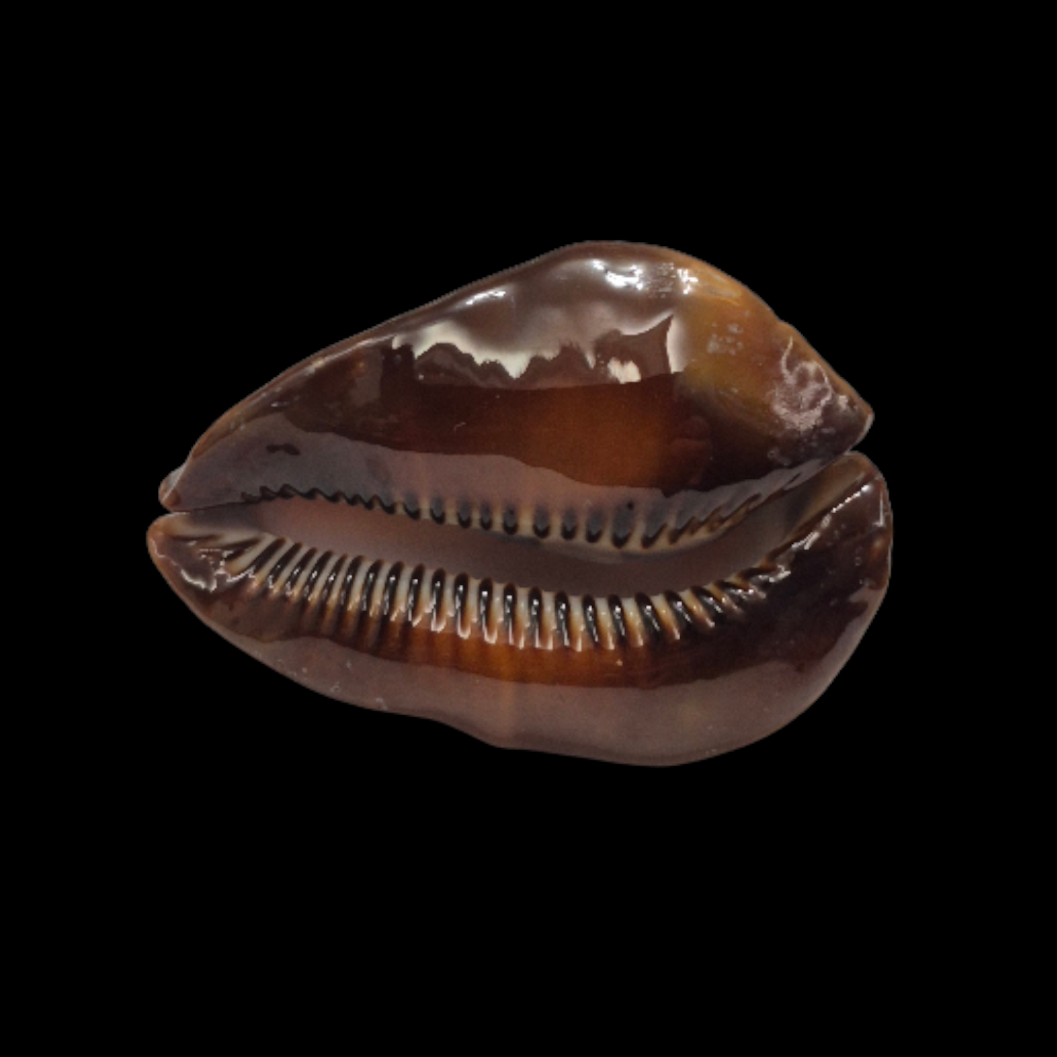 BC246 Zoila rosselli satiata - GOOD SIZE - Image 5