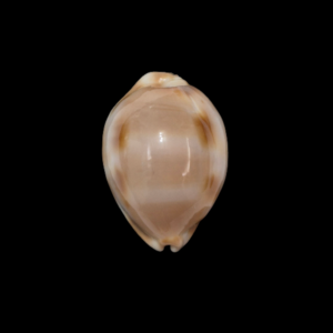 BC105 Luria tessellata - XL SIZE