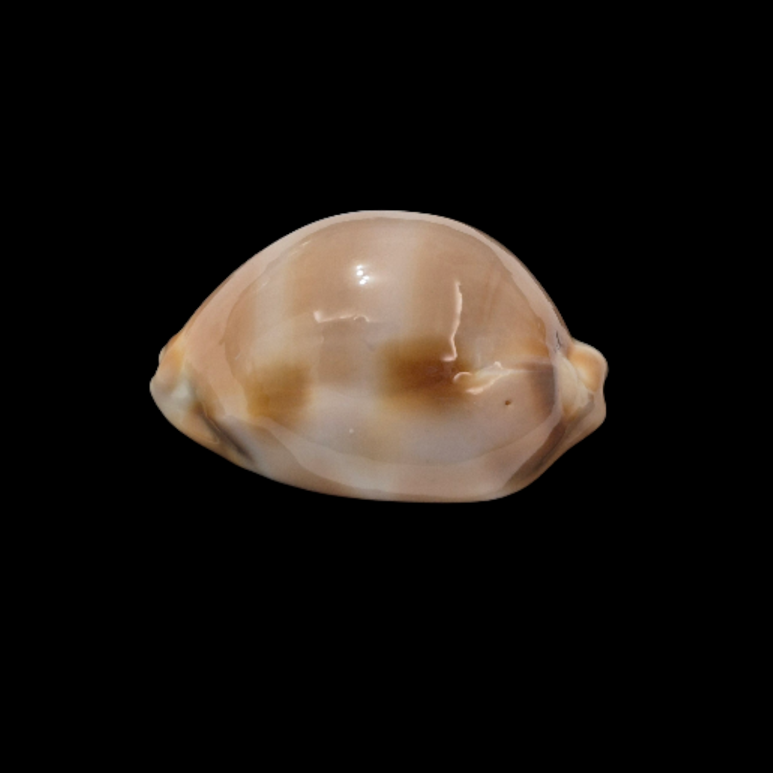 BC105 Luria tessellata - XL SIZE - Image 3